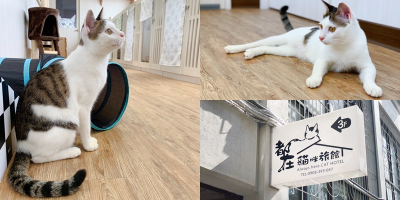 【貓咪住宿】超美貓咪旅館!!!台南唯一透明天空步道貓咪旅館《都在貓咪旅館》 |貓咪安親| |貓咪旅店|