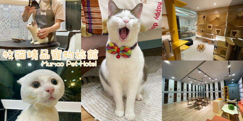 【貓咪美容】喵星人超奢華SPA泡泡浴！台南純貓美容、洗澡《牧貓精品寵物旅館Mumao Pet Hotel》 |台南市區接送| |貓咪旅店| |貓咪手作鮮食|