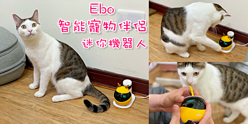 【寵物用品推薦】貓奴必備！讓喵星人在家也不無聊的好夥伴！《Ebo 智能寵物伴侶-迷你機器人》|遠端手機APP操控| |寵物攝影機|
