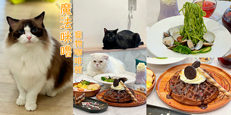 【台南美食】太萌！來這裡可以跟你家的毛孩一起享受美味的餐點喔！《魔法咪嚕-寵物咖啡館》 |永康區美食| |貓咪餐廳| |台南午餐|