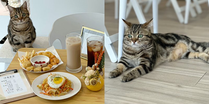 可愛的輕食小店！一起來嚕貓吃下午茶吧！《伊布弟弟》 |巷弄美食| |台南咖啡店| |台南美食|